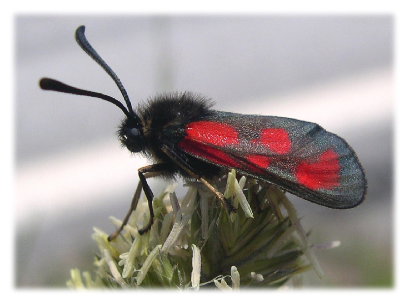 Zygaena loti